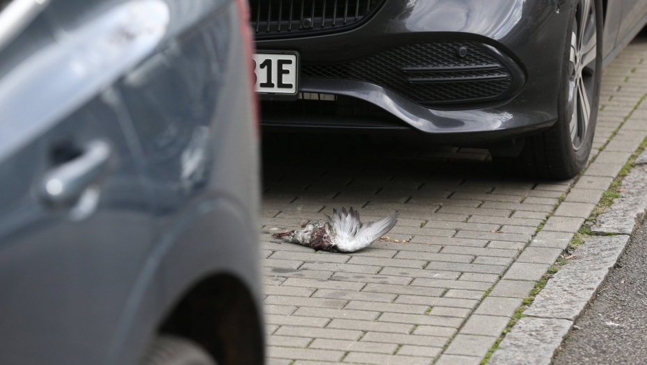 HRVATI SU TOTALNO IZBEZUMLJENI: "Jeste li videli koliko ima mrtvih?" ONE MASOVNO CRKAVAJU