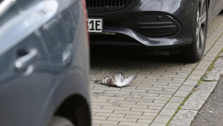 HRVATI SU TOTALNO IZBEZUMLJENI: "Jeste li videli koliko ima mrtvih?" ONE MASOVNO CRKAVAJU