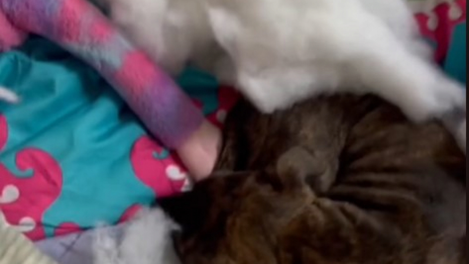 ŠTENCI DOHVATILI LEJZI BEG, PA NAPRAVILI TOTALNI HAOS Njihove reakcije kad ih je vlasnica uhvatila su apsolutni hit na mrežama! (VIDEO)