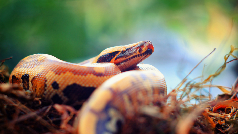 DOK JE PRALA SUDOVE, NA NJU JE NASRNUO SMRTONOSNI PREDATOR Svom snagom je ščepao ženu i počeo da je grize, komšije čule krike! (UZNEMIRUJUĆI VIDEO)