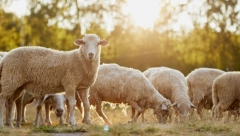 Niko neće da radi, a zarada brutalna: Kupio stan gajeći ove popularne životinje