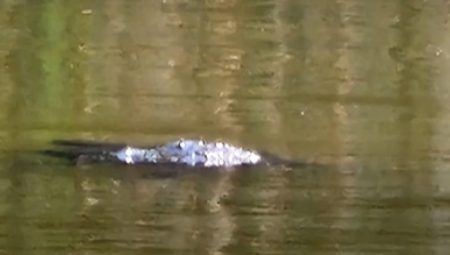 ŽENI PROŠLA JEZA KROZ TELO KADA JE VIDELA OVAJ SNIMAK  "Odmah sam rekla: Sine zovi policiju!" (VIDEO)