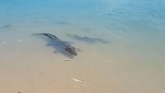 DRAMATIČAN TRENUTAK BORBE NA PLAŽI Krokodil i ajkule se potukli oko teritorije, evo ko je izvukao deblji kraj! (VIDEO)