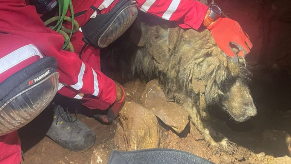 OTPISAN OD LJUDI, ALI NE I OD GORSKE SLUŽBE SPASAVANJA: Šarplaninac izvučen iz jame nakon višednevnog preživljavanja! (FOTO)