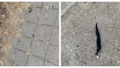 OPŠTA PANIKA U PANČEVU Misteriozni pepeo padao sa neba! (FOTO)