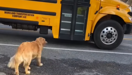 ISTOPIĆE SE I NAJTVRĐA SRCA OD OVOG PRIZORA Ono šta je zlatni retriver uradio za devojčicu odmah tera suze na oči