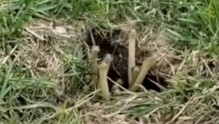 ZASTRAŠUJUĆA SCENA Muškarac mislio da vidi pečurke u travi, ali kada se približio, zanemeo od šoka! (VIDEO)