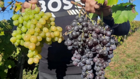 DOKTOR PERIŠIĆ OTKRIO KOJE GROŽĐE JE BOLJE, CRNO ILI BELO Testirao sam ga na sebi, šećer mi skočio na 15 jedinica