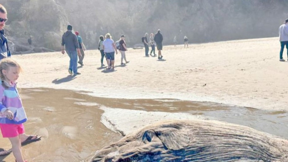 MORSKO STVORENJE OD DVA METRA SE NASUKALO NA PLAŽI Ljudi ga gledaju u neverici, okupili se oko njega kao da nešto gori! (FOTO)