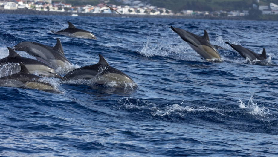 Ako u moru uočite ovu životinju odmah bežite: Možete platiti papreno ako ste i blizu njih!