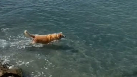 PAS UGLEDAO MORSKU ZVER Skočio u vodu da je juri, uspaničeni vlasnici vikali iz sveg glasa! (VIDEO)