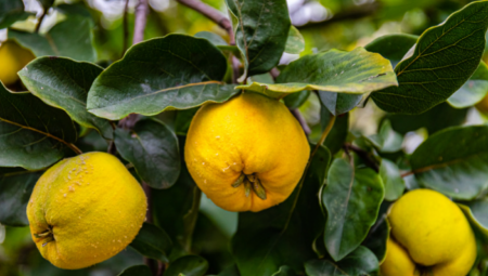 JESEN STIŽE DUNJO MOJA Ne zaboravite da napravite slatko od ove čudesne voćke