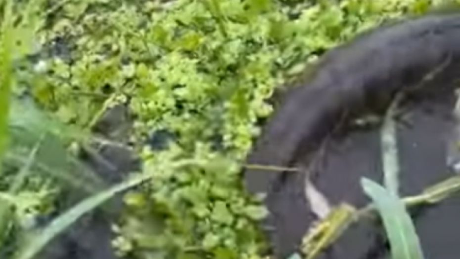 ČUDOVIŠTE KAKVO NISTE VIDELI DO SADA Ovo stvorenje guta plen čim ga ugleda (VIDEO)