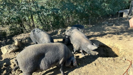 SRPSKI FUDBALER NAPUSTIO EVROPU: Vratio se na selo da uzgaja svinje (FOTO)