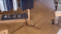 VEOMA OTROVNA ZMIJA PRONAĐENA U PRODAVNICI ODEĆE! Vrebala iz "nove kolekcije", radnja hitno evakuisana (VIDEO)