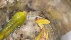 POJELI TEGLU KORNIŠONA, A NA DNU MRTVA ŽIVOTINJA! Ne znamo da li su i nju pojeli, ali scena je svakako JEZIVA! (FOTO)