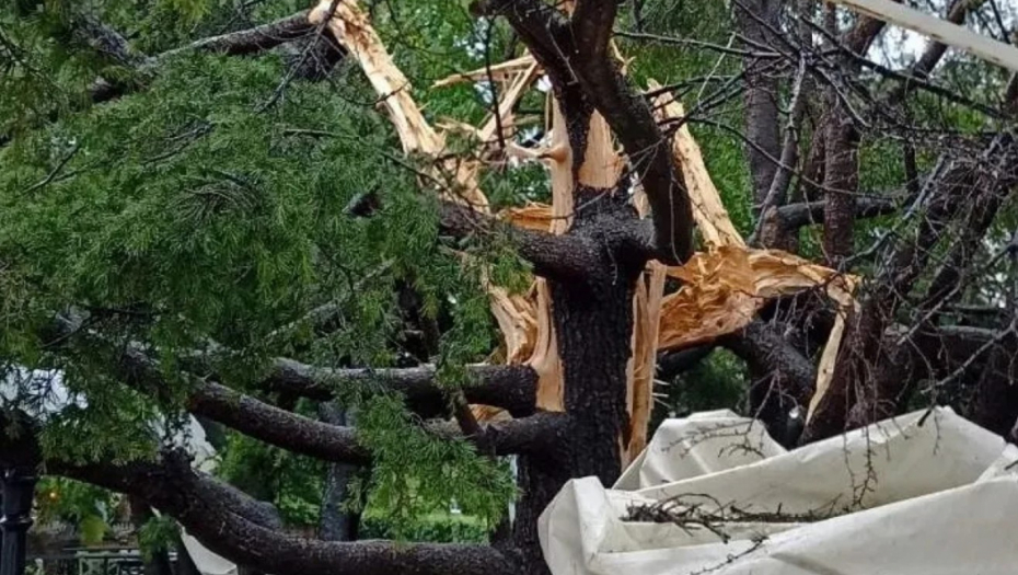 NEVREME U BARU: Grom prepolovio stablo u blizini dečjeg igrališta