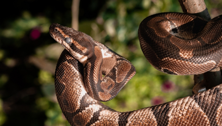 MENE SI NAŠLA Muškarac se osvetio džinovskoj anakondi koja je pokušala da ga zadavi, horor kakav se retko viđa!
