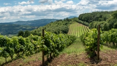 PROFITABILNA BILJKA U SRBIJI Od jedne sorte može mnogo da se zaradi – čak i država daje subvencije