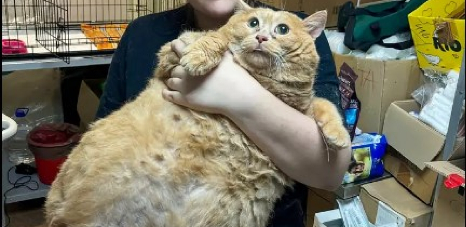 MAČAK MRVICA NIJE IZDRŽAO STROG REŽIM MRŠAVLJENJA Odveli ga da skine višak kilograma, on pokušao da pobegne, pa se zaglavio!