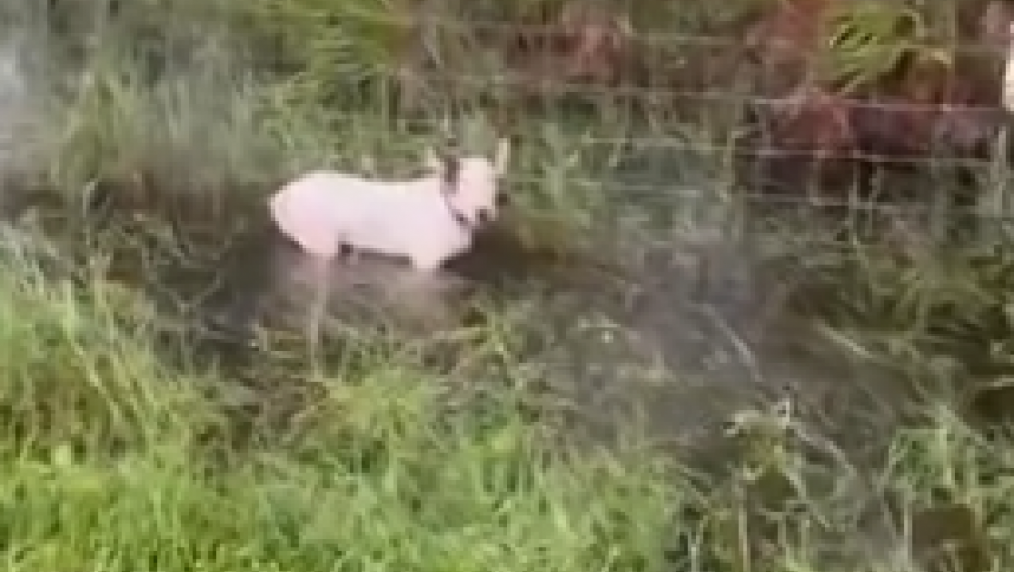 OVOG PSIĆA SU VLASNICI PRED URAGAN VEZALI ZA OGRADU Sigurno ne bi preživeo da nisu došli ONI (VIDEO)
