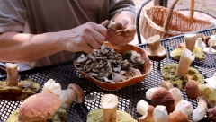 POSLE KIŠE, SVI U ŠUMU Sezona "lova" na pečurke je počela, uzimaju 1.000 dinara za kilogram, a u selu na jugu Srbije ima ih na pretek