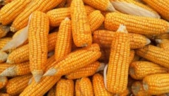 PRODUKTNA BERZA U NOVOM SADU PROMETOVALA 2.707 TONA Kukuruz je bio najtraženija roba