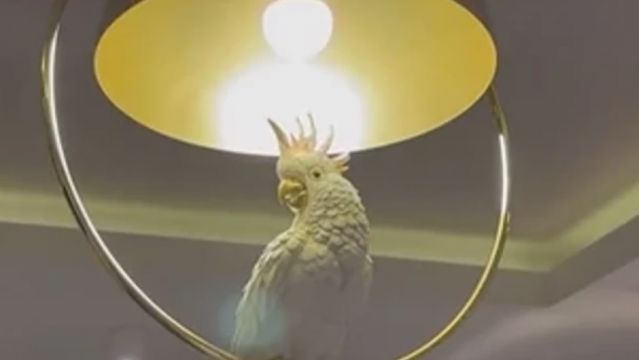 LUKS STAN SA POZLAĆENOM WC ŠOLJOM! Zavirite u dom pevačice koja je nedavno postala udovica, osmeh joj nekad izmami papagaj