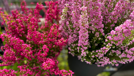 SLOBODNO IH IZNESITE NA BALKONE KADA DOĐE HLADNIJE VREME Ovo cveće opstaje i zimi, hladnoća mu ne može ništa, izdrži i najdrhtavija jutra