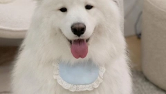 VREMENA SE MENJAJU  Kinezi svoje ljubimce šalju da „rade“ u kafićima i zarađuju za grickalice