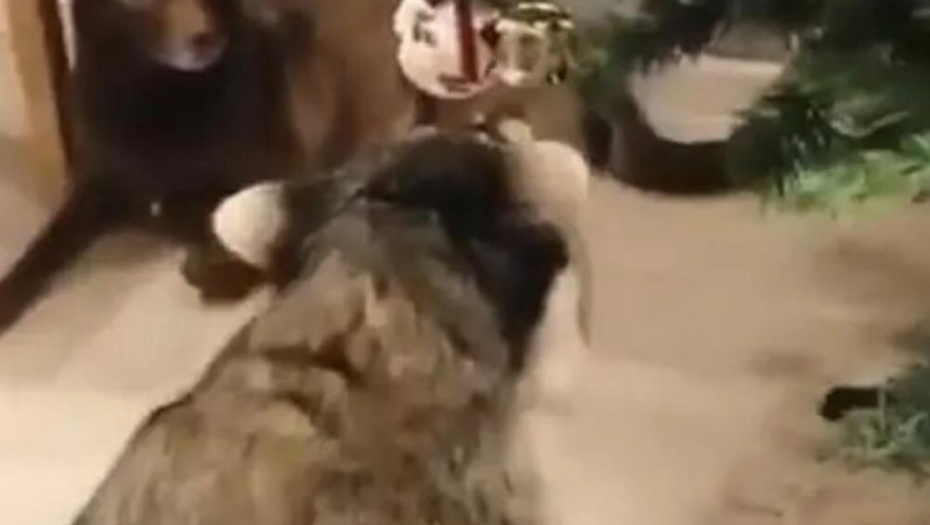 ŠTA RADI OVAJ RAKUN? Kada vidi ukrasnu jelku, poputno poludi (VIDEO)