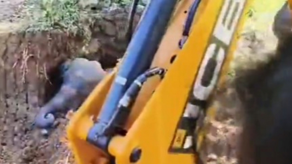 DIVLJA ŽIVOTINJA UPALA U BUNAR, PA SE ZAGLAVILA U GOMILI BLATA Evo kako je izgledala dramatična akcija spasavanja! (VIDEO)