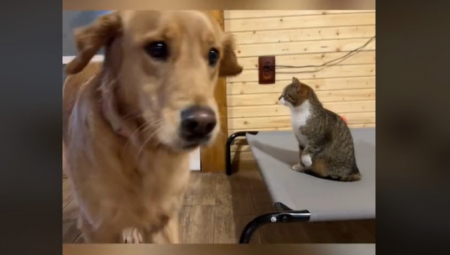 OVO ĆE VAM ULEPŠATI DAN Upoznavanje psa i mačke je prošlo neočekivano, raznežili su 2 miliona ljudi!