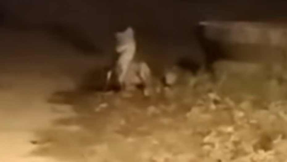 ''SLATKA BUVARICA''! Dve lije viđene u beogradskom naselju, građani pod utiskom: Ovo nije prvi put! (VIDEO)