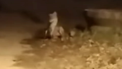 ''SLATKA BUVARICA''! Dve lije viđene u beogradskom naselju, građani pod utiskom: Ovo nije prvi put! (VIDEO)