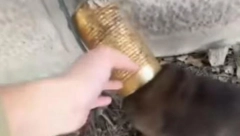 IZBEGNUTA TRAGEDIJA U TRSTENIKU! Preslatko štene zamalo "da ostane bez glave" - spasili su ga OVI HEROJI! (VIDEO)