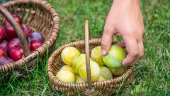 NIJE NI NARANDŽA NI LIMUN Ovo voće sadrži najviše vitamina C