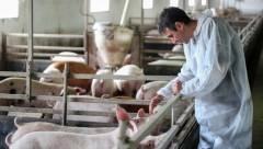 UOČI SVINJOKOLJA NOVA ŽARIŠTA ZARAZE Afrička kuga se pojavila u dva mesta u Srbiji