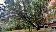 NIKO NE DOPUŠTA DA SE ZABORAVI PROFESORKA MIRA ŠLJIVA Badem rodio prvi put za dvadeset godina u Topoli: Iza ovog stabla krije se divna, topla ljudska priča