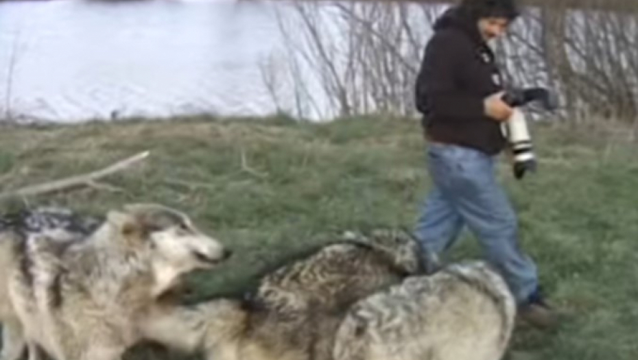 FOTOGRAFU PRIŠLI VUKOVI DOK JE STAJAO PORED REKE Zveri uradile nešto što će pamtiti dok je živ, prizor ledi krv u žilama! (VIDEO)