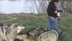 FOTOGRAFU PRIŠLI VUKOVI DOK JE STAJAO PORED REKE Zveri uradile nešto što će pamtiti dok je živ, prizor ledi krv u žilama! (VIDEO)