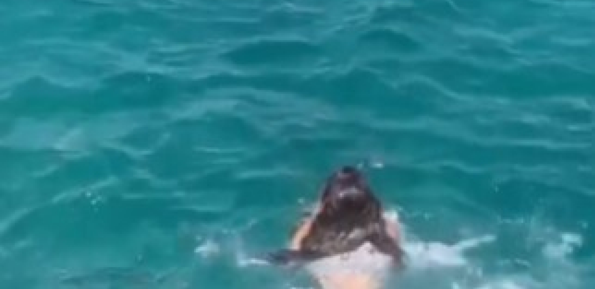 VOZILA SE NA TRAJEKTU, PA PRIMETILA STVORENJE NA SRED MORA Životinja se borila za vazduh, hrabra mama se bacila u vodu! (VIDEO)