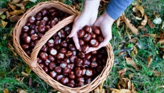 KESTEN KAO PRAVA RIZNICA VITAMINA Evo svih razloga zašto treba da ga što više jedete ove zime