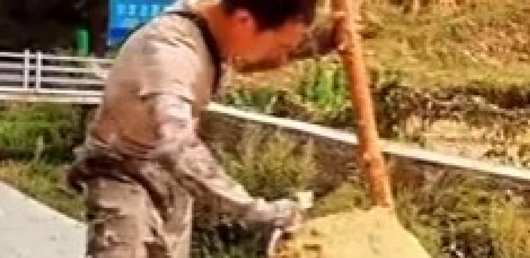 ČOVEK PRONAŠAO GNEZDO SMRTONOSNOG INSEKTA Kada vidite kako izgleda iznutra, zalediće vam se krv u žilama! (VIDEO)