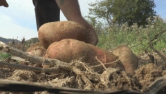 OD JEDNOG KROMPIRA MOŽE SE NAHRANITI ČETVOROČLANA PORODICA! Miroslav iz Katića izmerio najveću krtolu od 1,6 kilograma!
