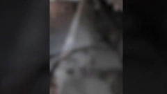 SVUDA KRV I LEŠEVI PO PUTU! Auto kod Kragujevca udario u KRDO DIVLJIH SVINJA (VIDEO)