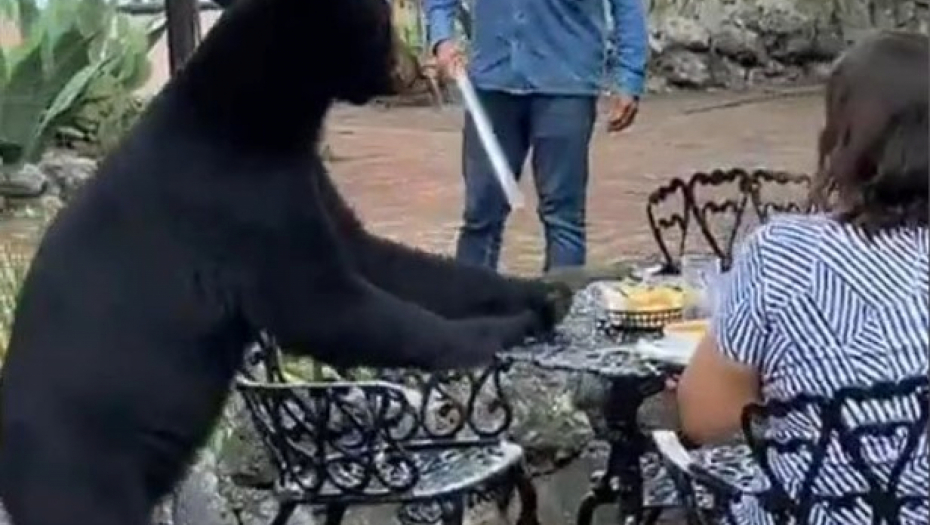 JEDVA PREŽIVELA NAPAD MEDVEDA Kamera snimila dramu u restoranu, jeo joj iz tanjira pa je opalio šapom u glavu! (VIDEO)
