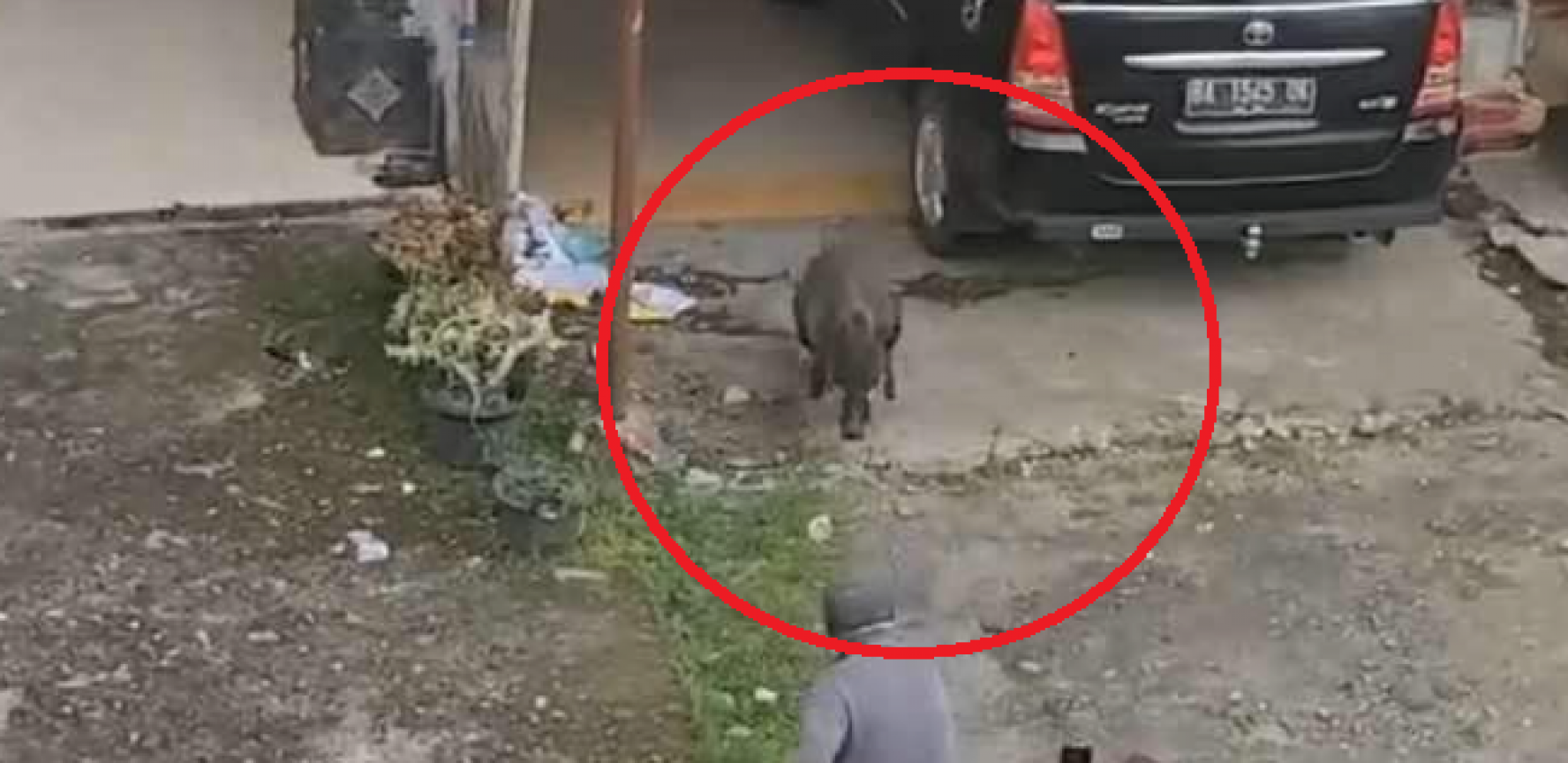 DIVLJA SVINJA NAPALA LJUDE Oborila ženu na zemlju, celo selo u panici (FOTO)