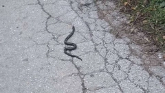 OGROMAN POSKOK SNIMLJEN NA TARI! Visoke temperature zbunile opasne gmizavce!