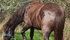 POMOZITE! DIRLJIVA PRIČA O NESTALOJ KOBILI DORI IZ SELA PRĆILOVICA KOD ALEKSINCA: Stanojlo apeluje na sve ljude u kraju!